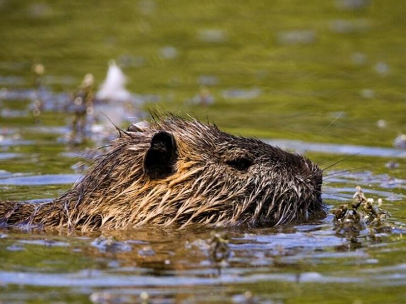 beaver